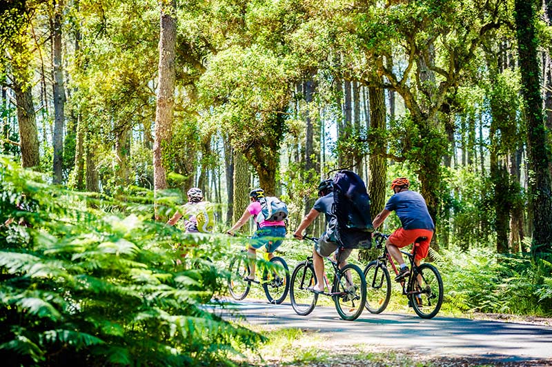 cycling in the forests of the landes