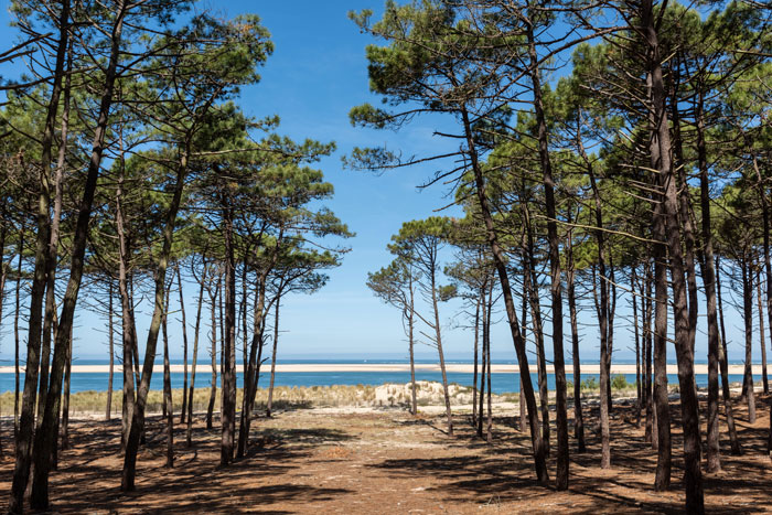 camping la clairiere dans la foret landaise